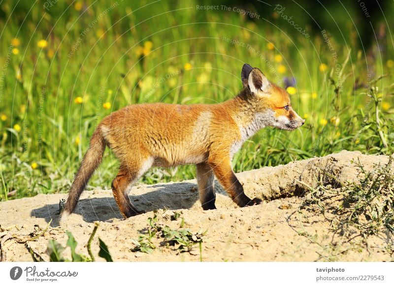 red fox Animal Wild animal - a Royalty Free Stock Photo from Photocase