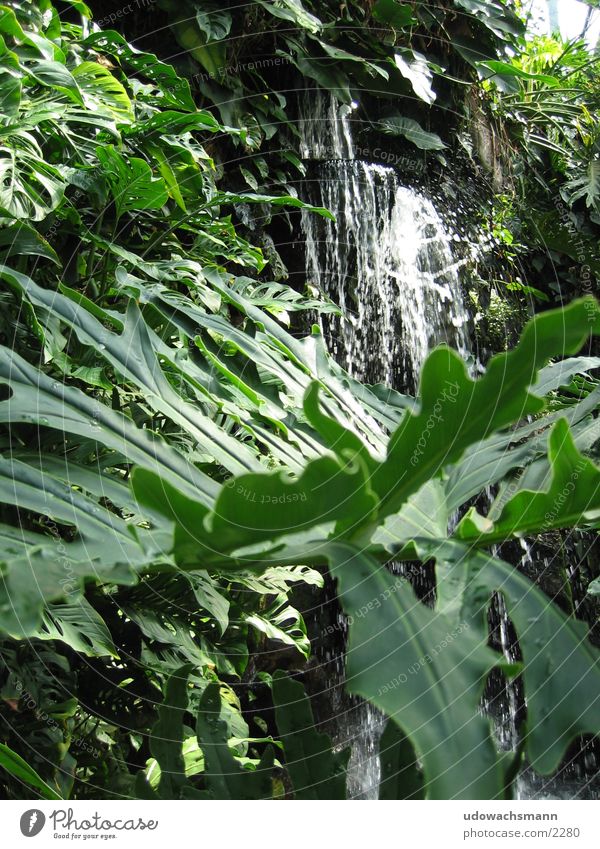 waterfall Virgin forest Forest Green Leaf Waterfall