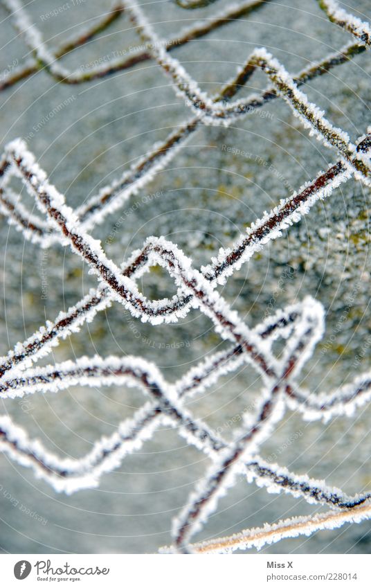 Mesh frost fence in the morning Winter Ice Frost Snow Cold Hoar frost Wire netting fence Fence Metal Rust Frozen Garden fence Colour photo Black & white photo