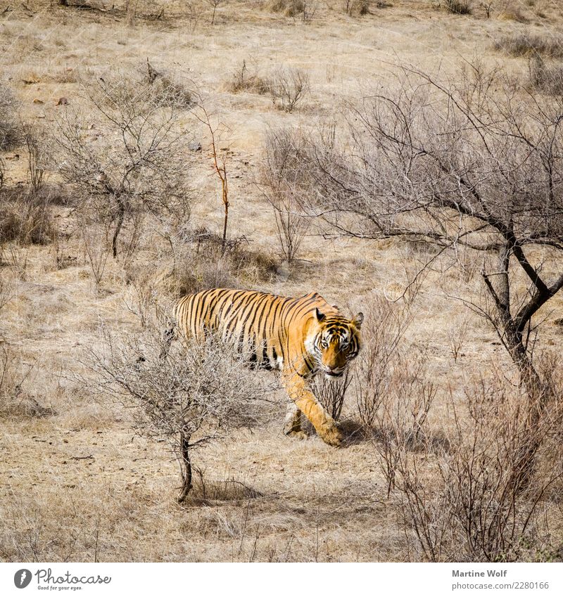 Square tiger Landscape Animal Wild animal Tiger 1 Observe Threat Brown Nature Asia Indian Tiger Rajasthan Rathambore National Park Steppe Camouflage