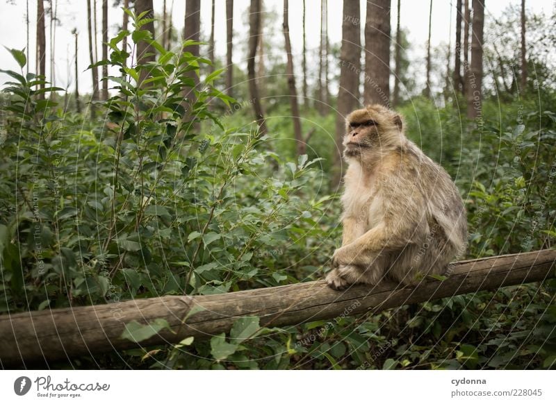 monkey Environment Nature Forest Animal Zoo Uniqueness Calm Monkeys Sit Wooden stake monkey forest Pelt Peaceful Hazard-free Looking Colour photo Exterior shot