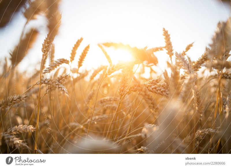 corn is what i need Environment Nature Landscape Plant Earth Sky Sun Sunrise Sunset Sunlight Grass Bushes Agricultural crop Cornfield Agriculture Wheat Harvest