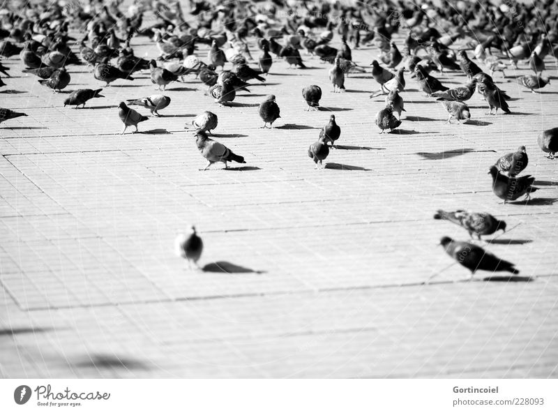 Taksim Square Places Animal Wild animal Bird Pigeon Wing Flock Istanbul Turkey Black & white photo Exterior shot Copy Space bottom Day Light Shadow Contrast