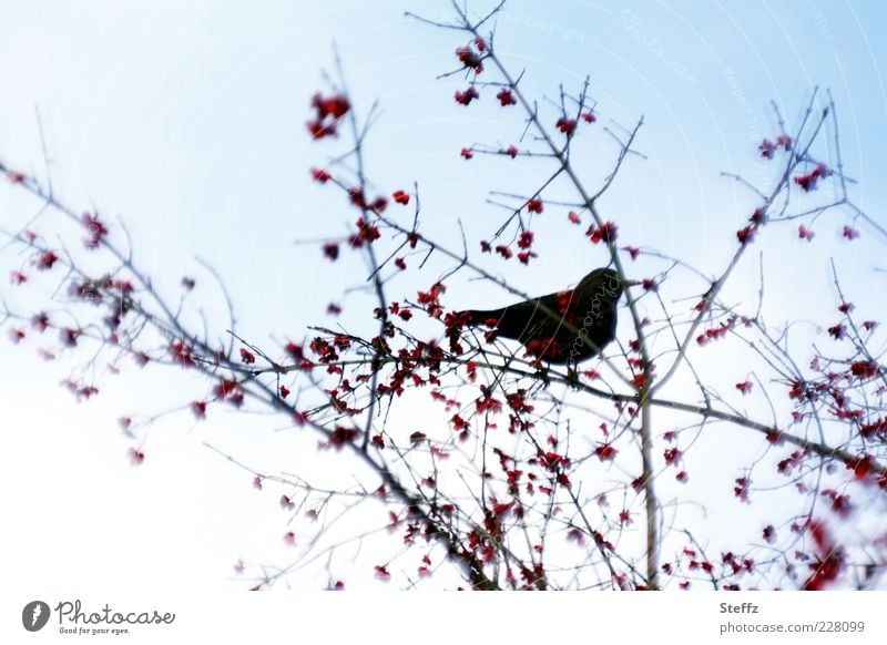 Blackbird on a branch with rowan berries Rawanberry Blackbirds Bird Silhouette Domestic Loneliness Rowan tree Twig birdwatching Feed the birds Birdseed Ambience