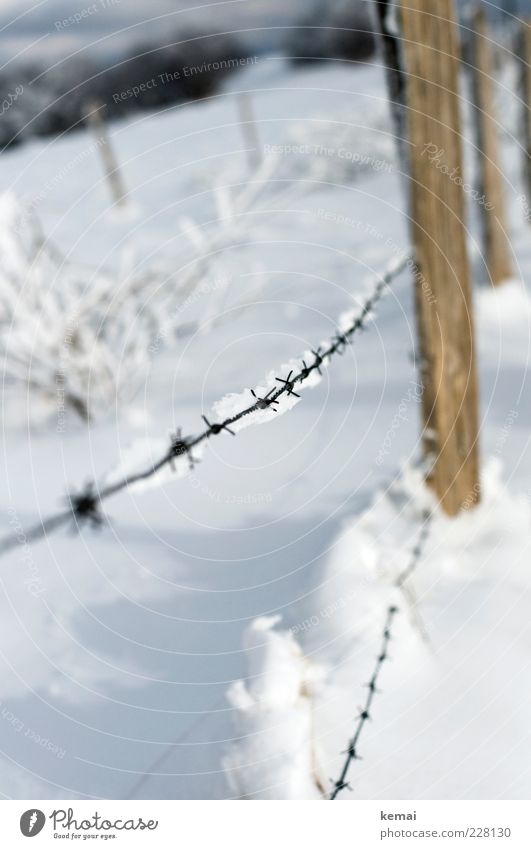 barbed wire Environment Nature Landscape Plant Sunlight Winter Beautiful weather Ice Frost Snow Bushes Fence Barbed wire Barbed wire fence Pole Bright Cold