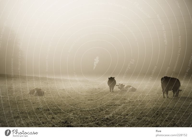 hang out Nature Autumn Weather Bad weather Fog Plant Meadow Cow Group of animals Cold Moody Indifferent Gloomy Grass Pasture Fatigue Stand Lie Colour photo