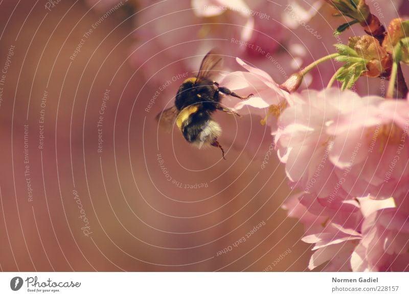 bumblebee Environment Nature Spring Animal Bumble bee Spring fever Colour photo Exterior shot Macro (Extreme close-up) Day Light Sunlight Blur Blossom leave