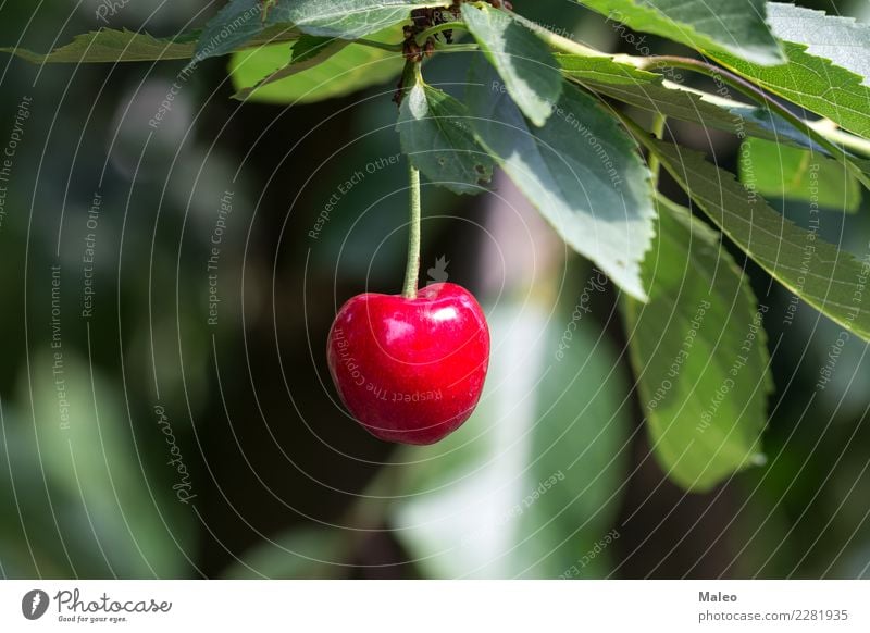 cherry Cherry Berries Tree Twig Leaf Red Green Sour Sweet Fruit Food Fresh Exclusion Mature Nature Healthy Eating Organic Juicy Macro (Extreme close-up) Dessert