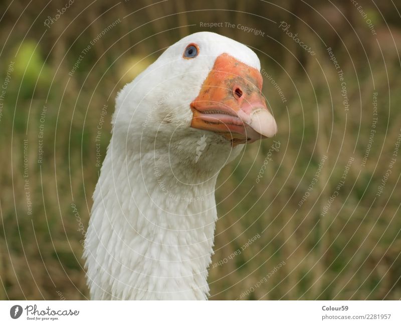 goose Food Animal Farm animal Bird Animal face 1 Natural White Goose Poultry swimming animal Feather Christmas roast Frying Eating Roasted goose Animal portrait