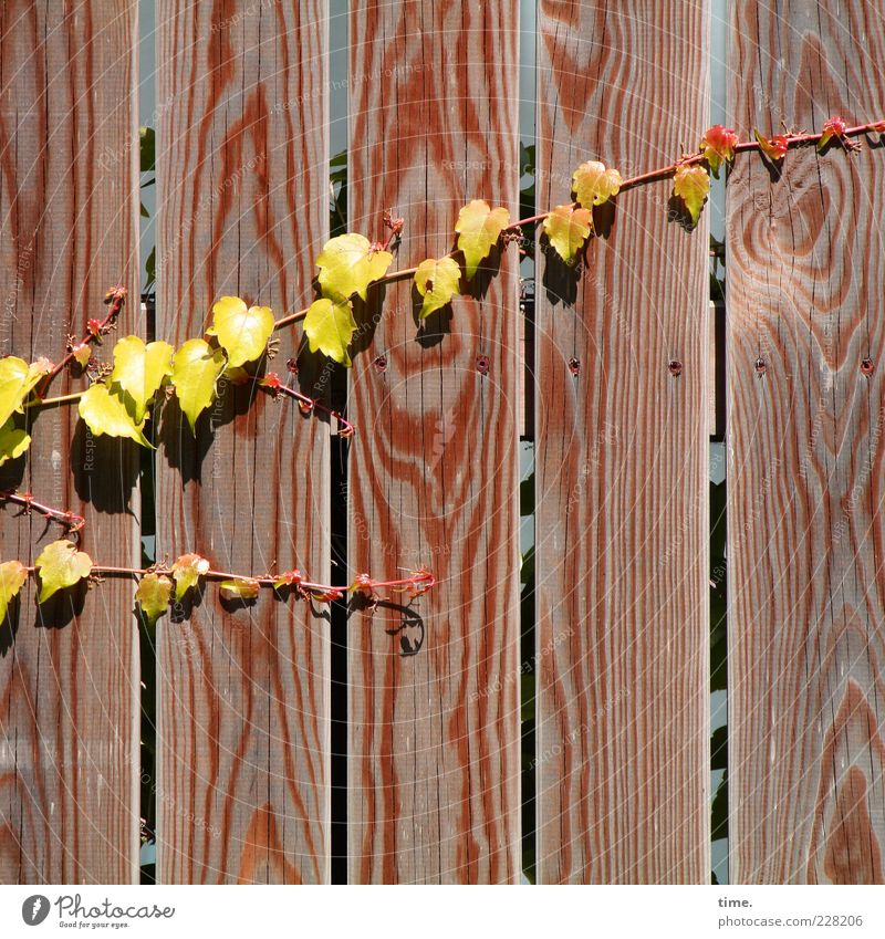 Carport Deco Life Sun Environment Nature Plant Leaf Wood Growth Hot Dry Yellow Vine Creeper Tendril Wooden wall Wooden fence Fence Wooden board Natural growth