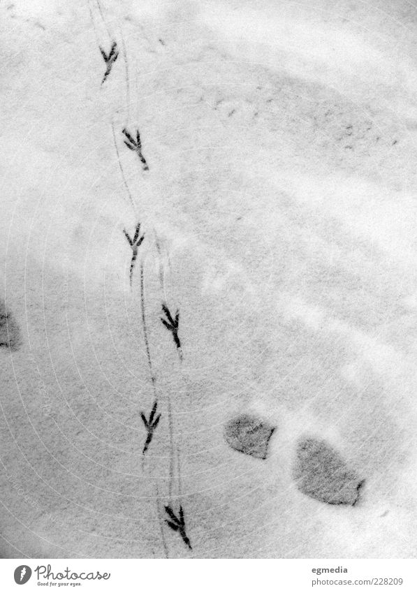 birds crossing Winter Snow Animal tracks Footprint Esthetic Authentic Cold Black White Black & white photo Exterior shot Deserted Twilight Contrast