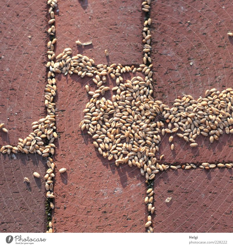 grain art.... Stone Feeding Lie To dry up Esthetic Exceptional Simple Small Beautiful Brown Red Bizarre Uniqueness Pattern Structures and shapes Line Wheat