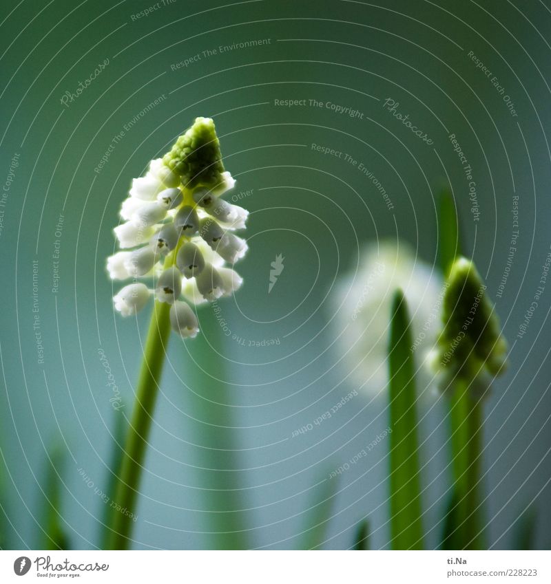 SPRING MESSENGERS Environment Nature Spring Plant Blossom Wild plant Muscari Blossoming Fragrance Growth Beautiful Blue Green White Spring fever Anticipation