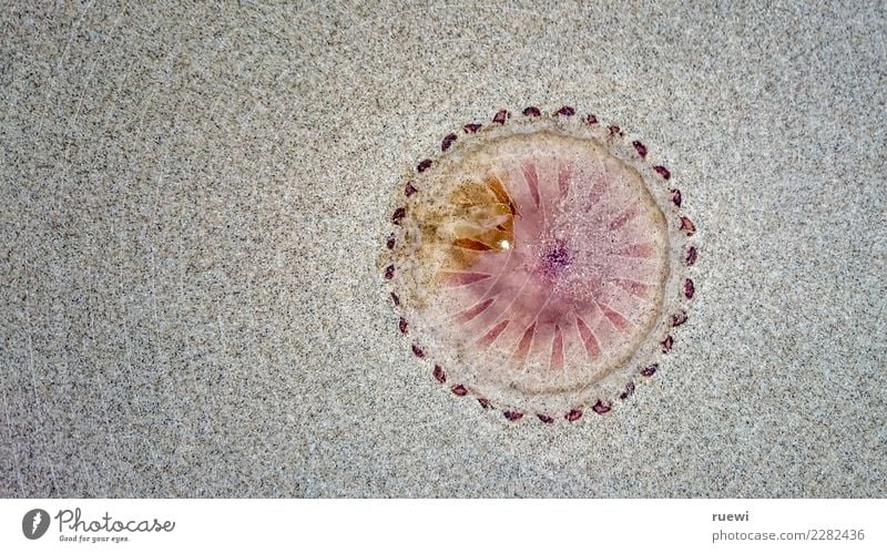 jellyfish on the beach Leisure and hobbies Vacation & Travel Tourism Summer Summer vacation Sun Beach Ocean Nature Animal Sand Spring coast Jellyfish 1