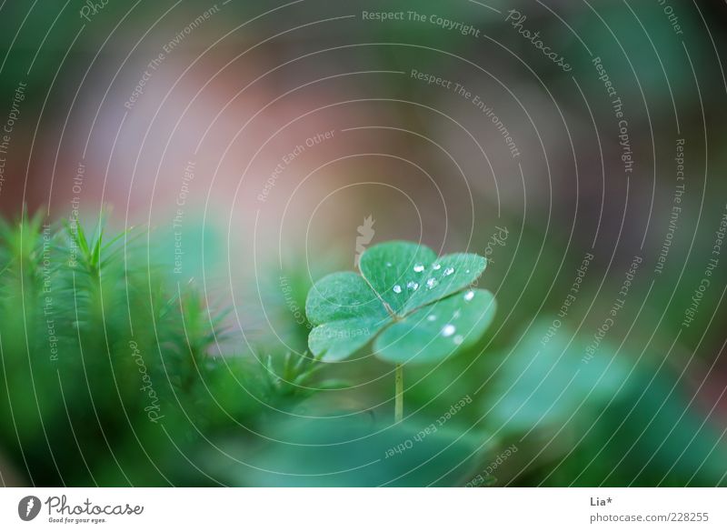 In the fairytale forest Environment Nature Plant Cloverleaf Growth Authentic Fantastic Green Happy Attentive Calm Hope Good luck charm Colour photo