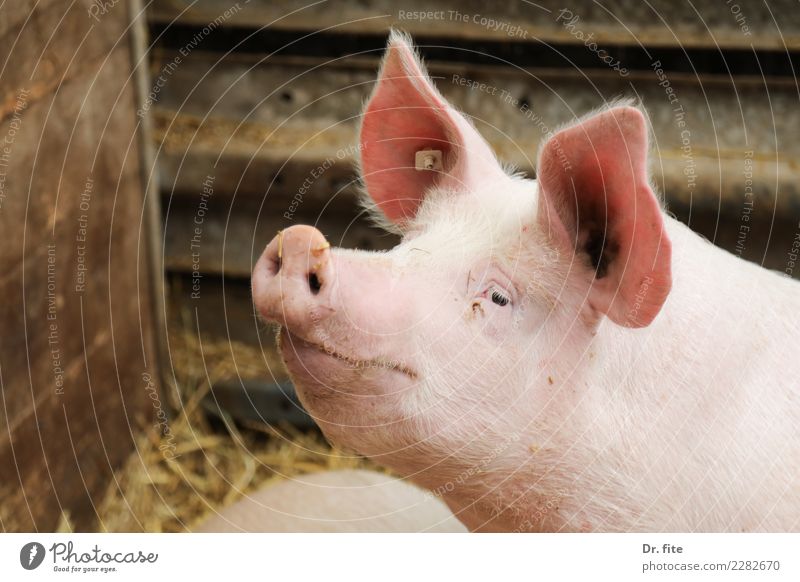 Had a rough time Meat Animal Farm animal Animal face Swine 1 Happy Colour photo Animal portrait