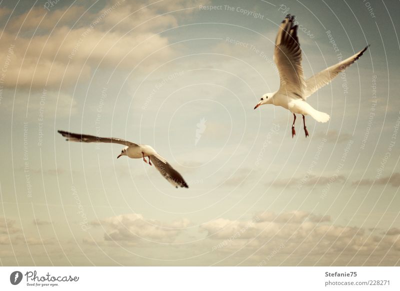The Gulls Nature Animal Elements Earth Air Sky Clouds Summer Beautiful weather Wind Coast Beach Ocean Wild animal Bird gull 2 Movement Rotate Flying To enjoy