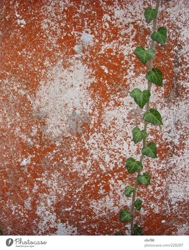 adherence Nature Ivy Leaf Wall (barrier) Wall (building) Growth Brown Green White Colour photo Exterior shot Deep depth of field Tendril Deserted