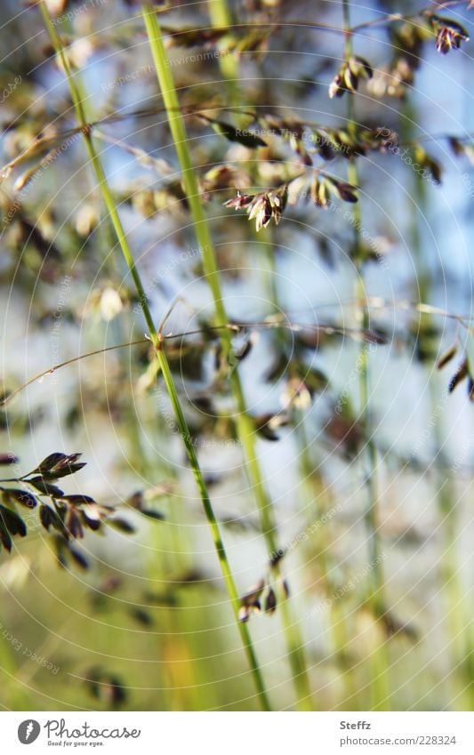 Grass whispering in the wind Flower of grass Grass blossom grasses Whispering grass Wind Blade of grass Grass in the wind Grass meadow blade of grass