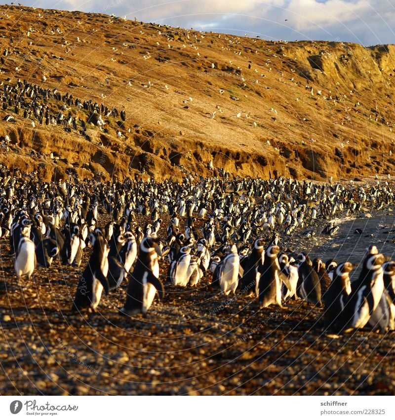 group snuggling Animal Wild animal Group of animals Herd Pack Cute Many Penguin Overpopulated Countless Bird Incubating Exterior shot Evening Sunlight Beach