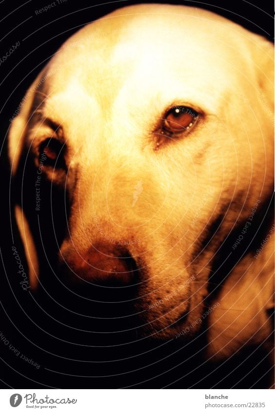luna Dog Labrador Pet Head