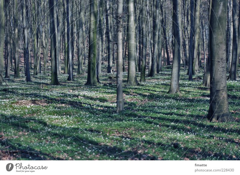 forest Environment Nature Landscape Plant Spring Tree Sign Colour photo Subdued colour Exterior shot Copy Space bottom Day Light Shadow Deep depth of field