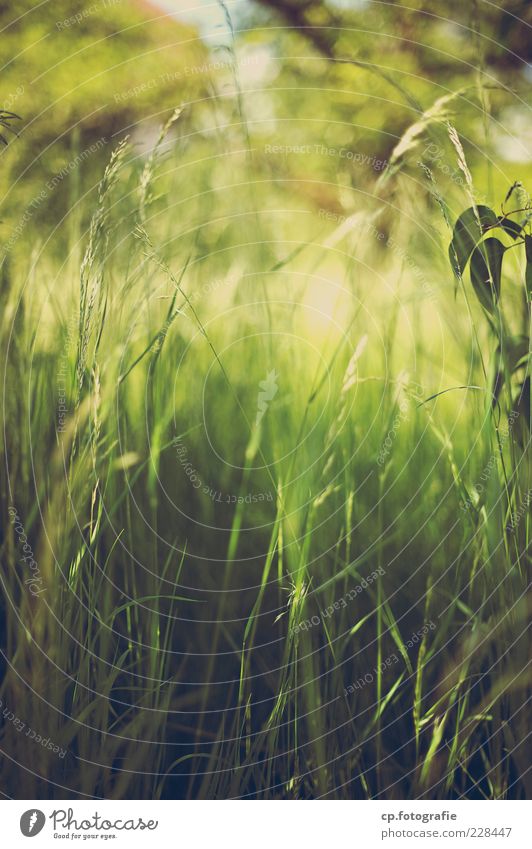 oasis Nature Plant Sun Sunlight Summer Beautiful weather Grass Foliage plant Meadow Soft Day Light Shadow Shallow depth of field Worm's-eye view Blade of grass