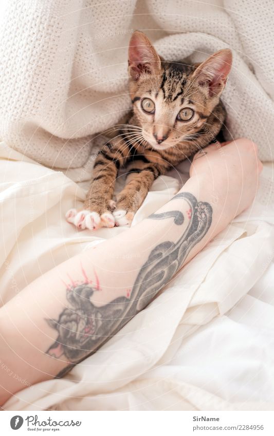 413 [two cats] Skin Living or residing Young woman Youth (Young adults) Woman Adults Arm Subculture Tattoo Cat Paw Animal Observe Touch Lie Playing