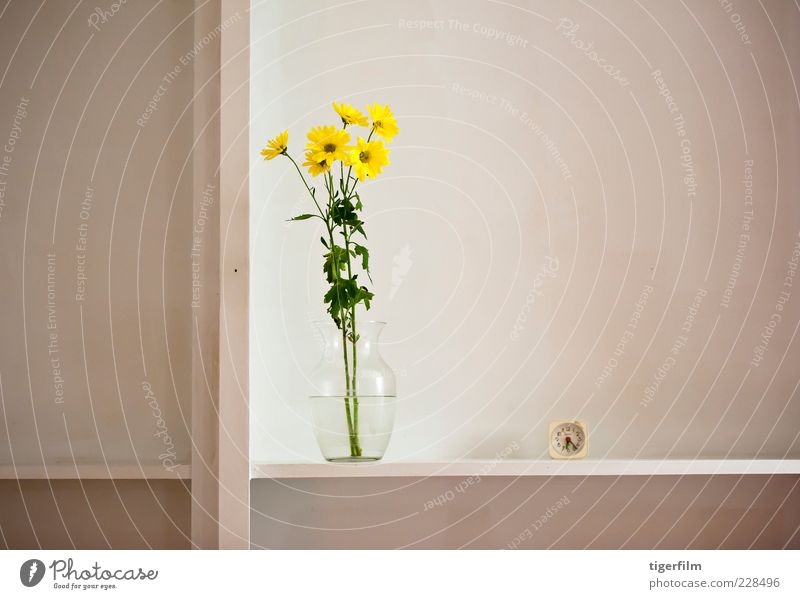 still life with daisies Yellow Daisy Family Marguerite Flower Plant Vase Water Clock watch six o'clock Shelves shelf Compass (drafting) Division Life