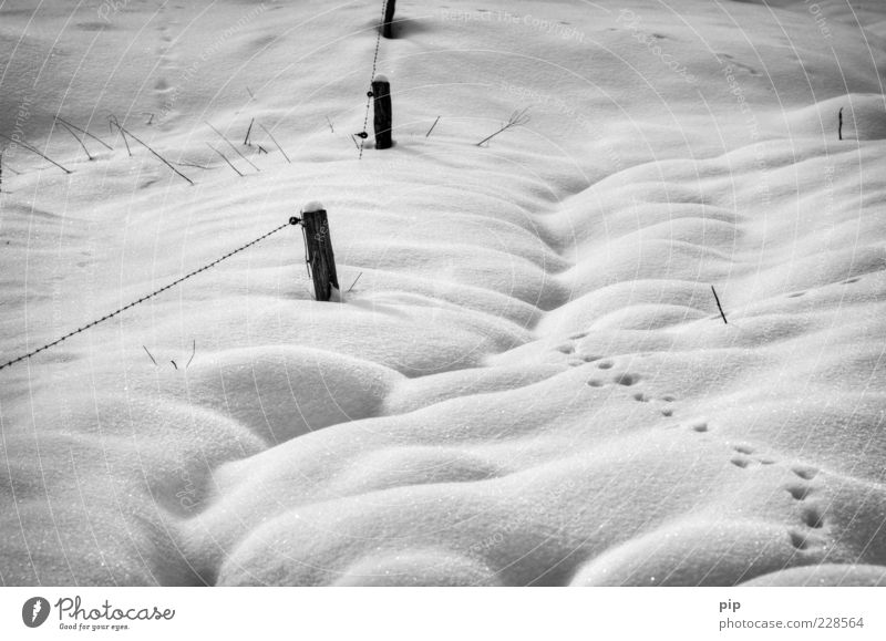 tracked Nature Winter Climate Ice Frost Snow Free Cold Wild Tracks Snow layer Soft Fence Fence post Black & white photo Exterior shot Detail Deserted Contrast