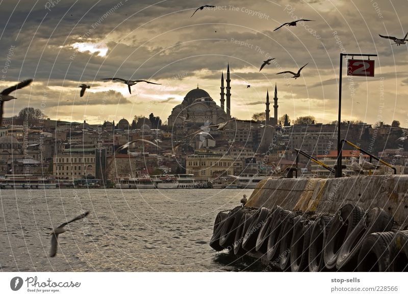 Constantine 0111 Istanbul Port City Downtown Old town Skyline Populated House (Residential Structure) Building Animal Wild animal Bird Group of animals Flying
