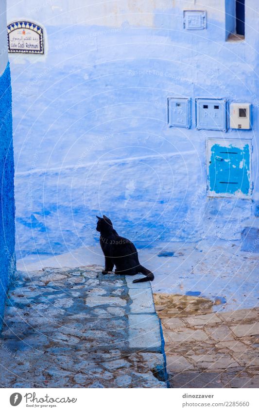 Black cat in blue town, Chefchaouen House (Residential Structure) Culture Village Town Building Architecture Stairs Street Cat Old Sit Blue Colour Tradition