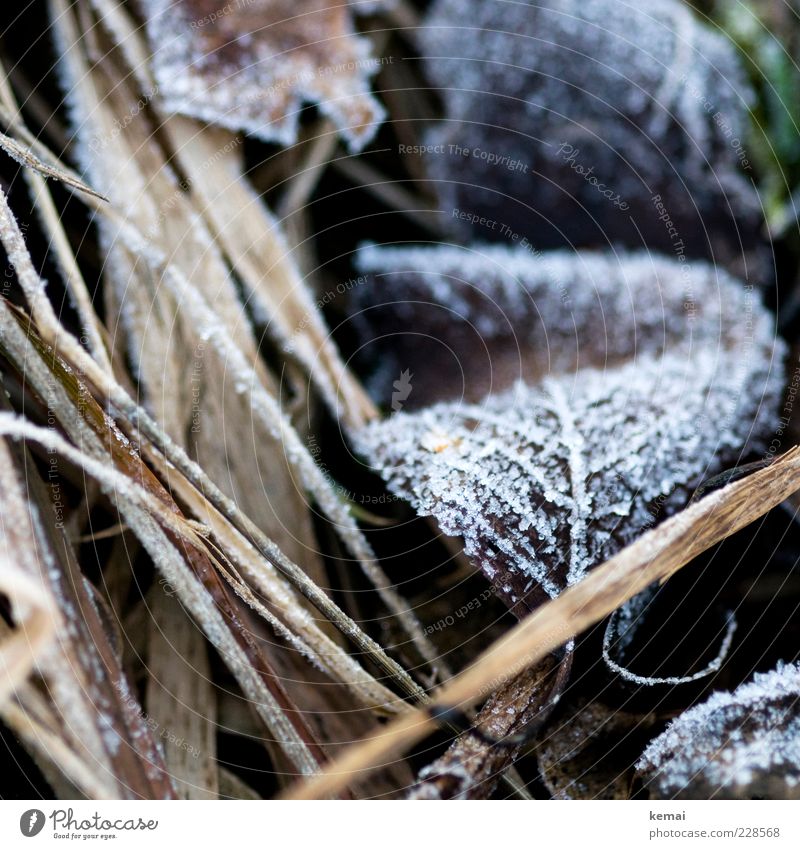 Back to Frost Environment Nature Plant Winter Ice Grass Leaf Cold Frozen Ice crystal Rachis Colour photo Subdued colour Exterior shot Close-up Detail Day