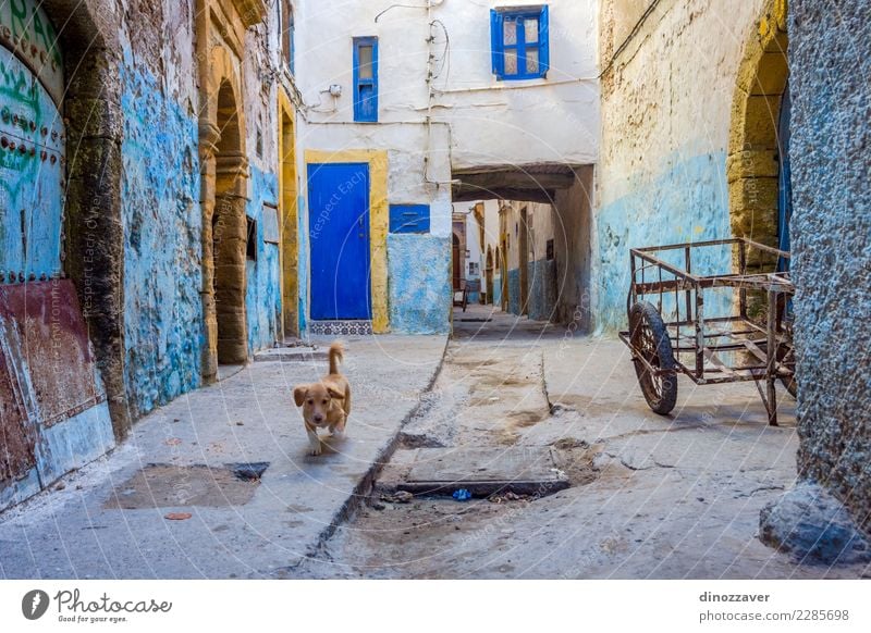 Puppy at the street, Essaouira Vacation & Travel Tourism House (Residential Structure) Culture Animal Town Building Architecture Street Dog Old Cute Blue Colour