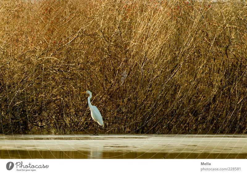 Last Bird Standing Environment Nature Plant Animal Bushes Lakeside Pond Wild animal Heron Great egret 1 Free Natural Brown Freedom Idyll Calm Colour photo