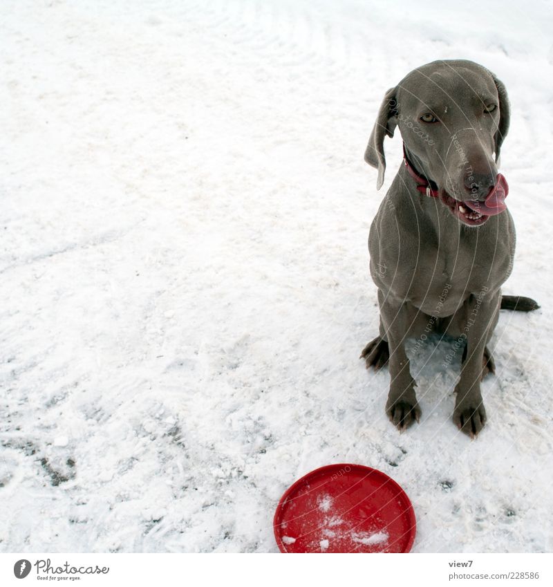trainee Winter Snow Animal Dog 1 Sign Authentic Fresh Positive Red Determination Trust Dependability Endurance Relationship Emotions Joie de vivre (Vitality)