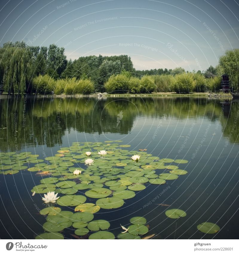 swimming group Environment Nature Landscape Elements Water Sky Summer Beautiful weather Plant Tree Flower Grass Bushes Leaf Blossom Park Meadow Pond Lake