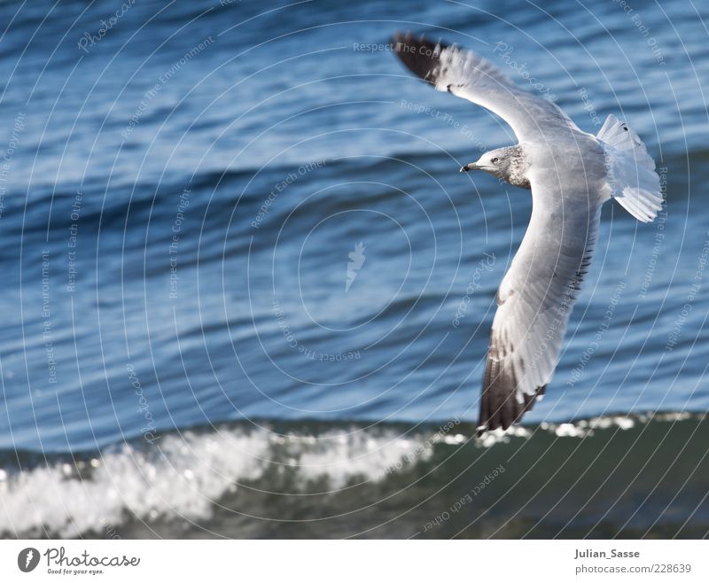 seagull in flight Environment Nature Elements Water Animal Wild animal Bird 1 Flying Ocean Americas Wing Waves Blue Beautiful weather Colour photo Exterior shot