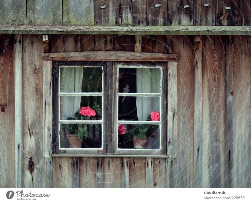 Flowers in the window Pot plant House (Residential Structure) Hut Building Facade Window Old Geranium Wooden house Lattice window Curtain Window pane