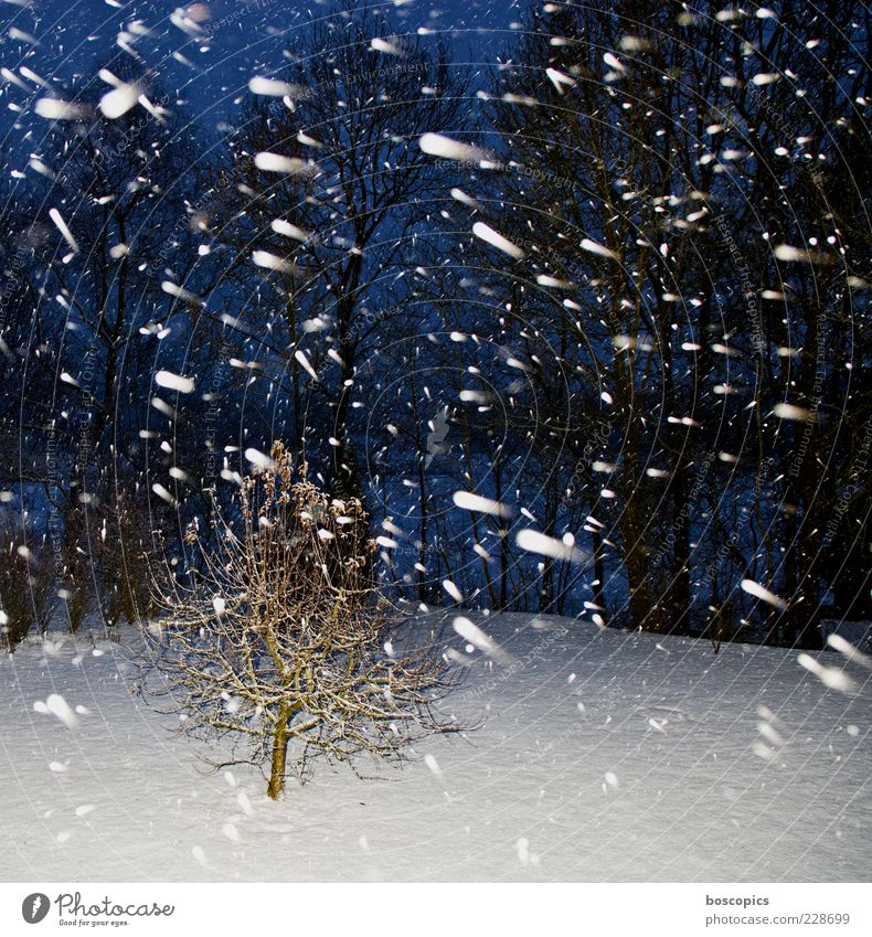 winter Nature Winter Climate Weather Bad weather Snow Snowfall Cold Blue White Chaos Colour photo Exterior shot Deserted Night Flash photo Light Motion blur