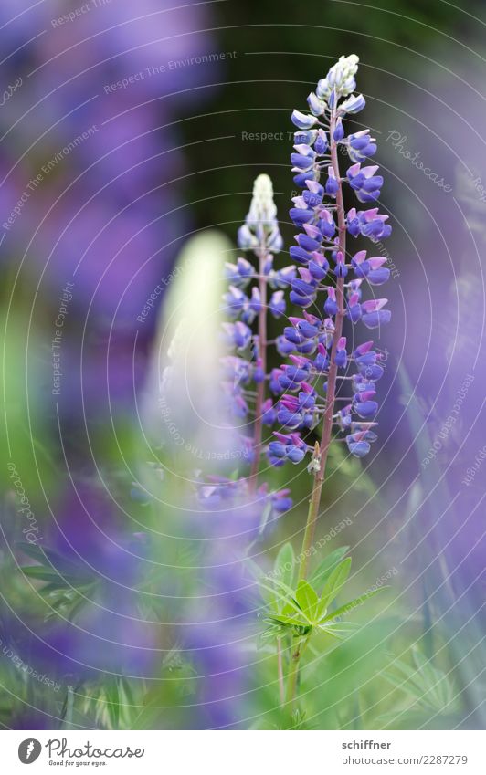 Wolf in purple Nature Plant Bushes Agricultural crop Wild plant Fragrance Violet Lupin blossom Lupine field Lupin leaf Herbaceous plants Vegetarian diet