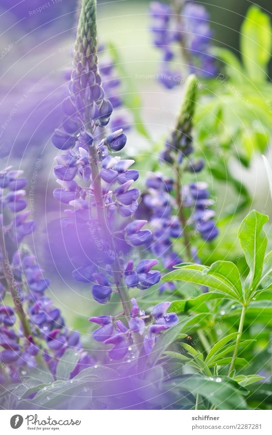Wolf in purple II Plant Summer Bushes Blossom Agricultural crop Wild plant Blossoming Green Violet Lupin blossom Lupine field Lupin leaf Herbaceous plants