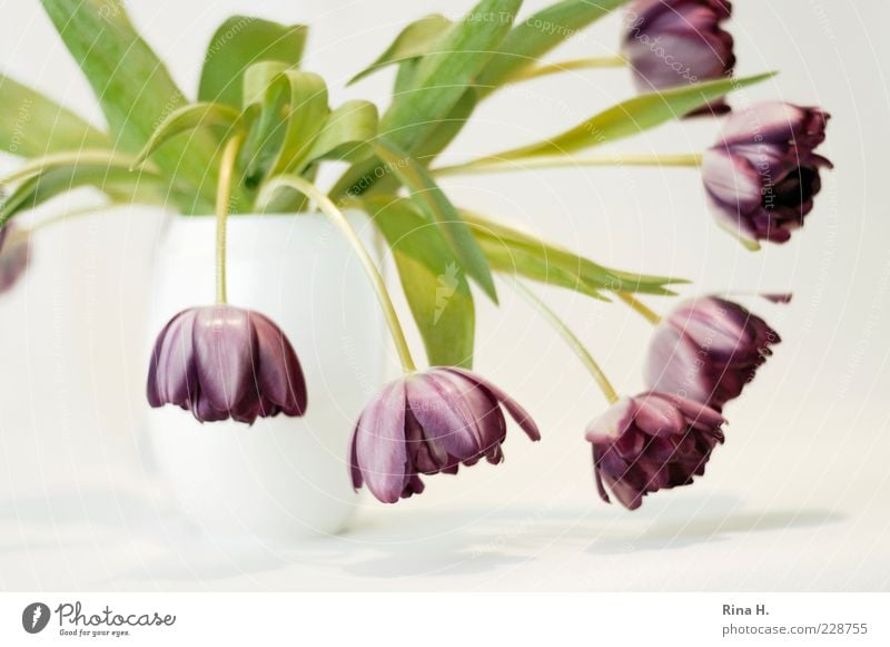Still with tulips II Flower Tulip Blossoming Faded Esthetic Violet White Transience Vase Colour photo Interior shot Copy Space bottom Shallow depth of field