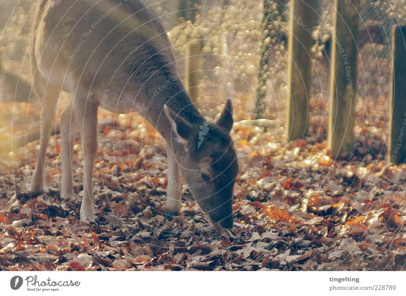 On its own Nature Sun Sunlight Beautiful weather Wild animal Roe deer Elegant Soft Brown Yellow Gold Fence Game park Leaf Pelt Sunbeam Colour photo