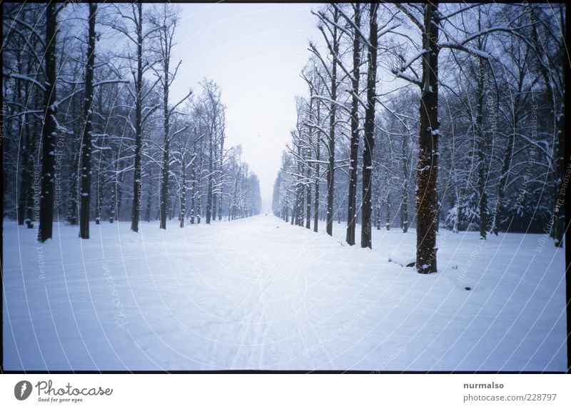 cold distance Environment Nature Landscape Winter Bad weather Ice Frost Forest Potsdam Lanes & trails Breathe Freeze Going To enjoy Gloomy Relaxation Wellness