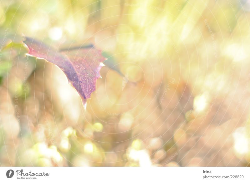 Caribou - Sun Plant Spring Leaf Blur Spring fever Colour Subdued colour Detail Copy Space right Day Reflection Shallow depth of field Deserted Vine leaf