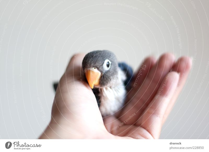 Baby Blue Hand 1 Human being Animal Pet Bird Animal face agapornis lovebird Baby animal Cute Black White Friendship Together Love Love of animals Parakeet