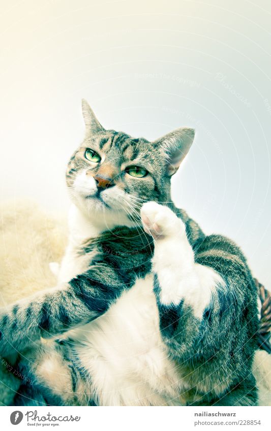 cat animal pet cat 1 sit  a royalty free stock photo from