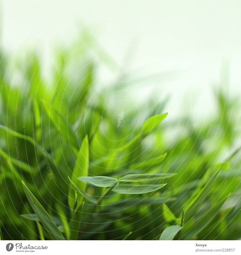 bamboo Plant Grass Foliage plant Exotic Fresh Green Bamboo Close-up Spring Spring fever Colour photo Interior shot Deserted Day Blur Nature Copy Space top Leaf