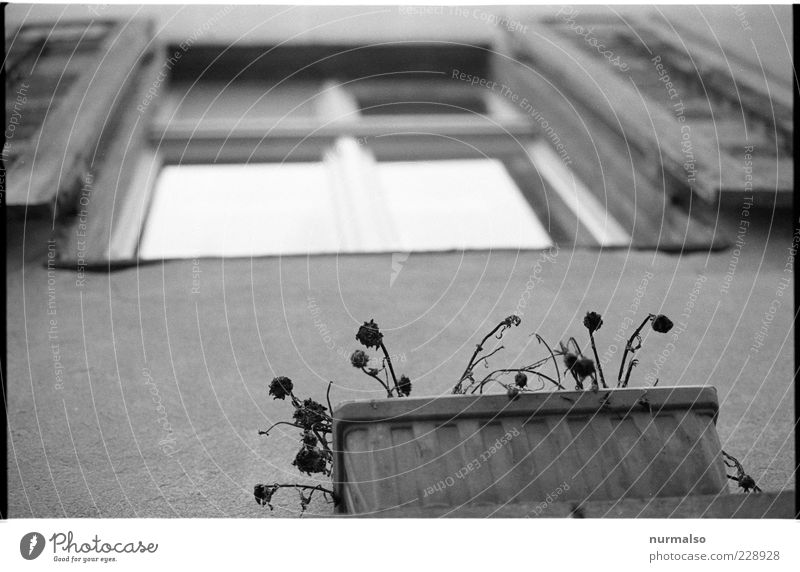Window with view Living or residing House (Residential Structure) Environment Flower Facade Hang Faded Climate Stagnating Window box Black & white photo